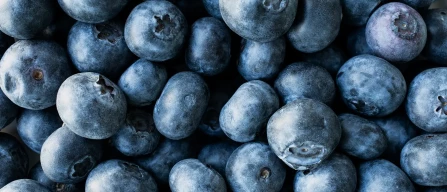 Argentina's blueberries, normal quantities despite record low winter temperatures-image