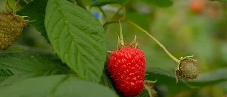 Berries market grows in Italy: Terre della Luce bets on innovation and sustainability-image