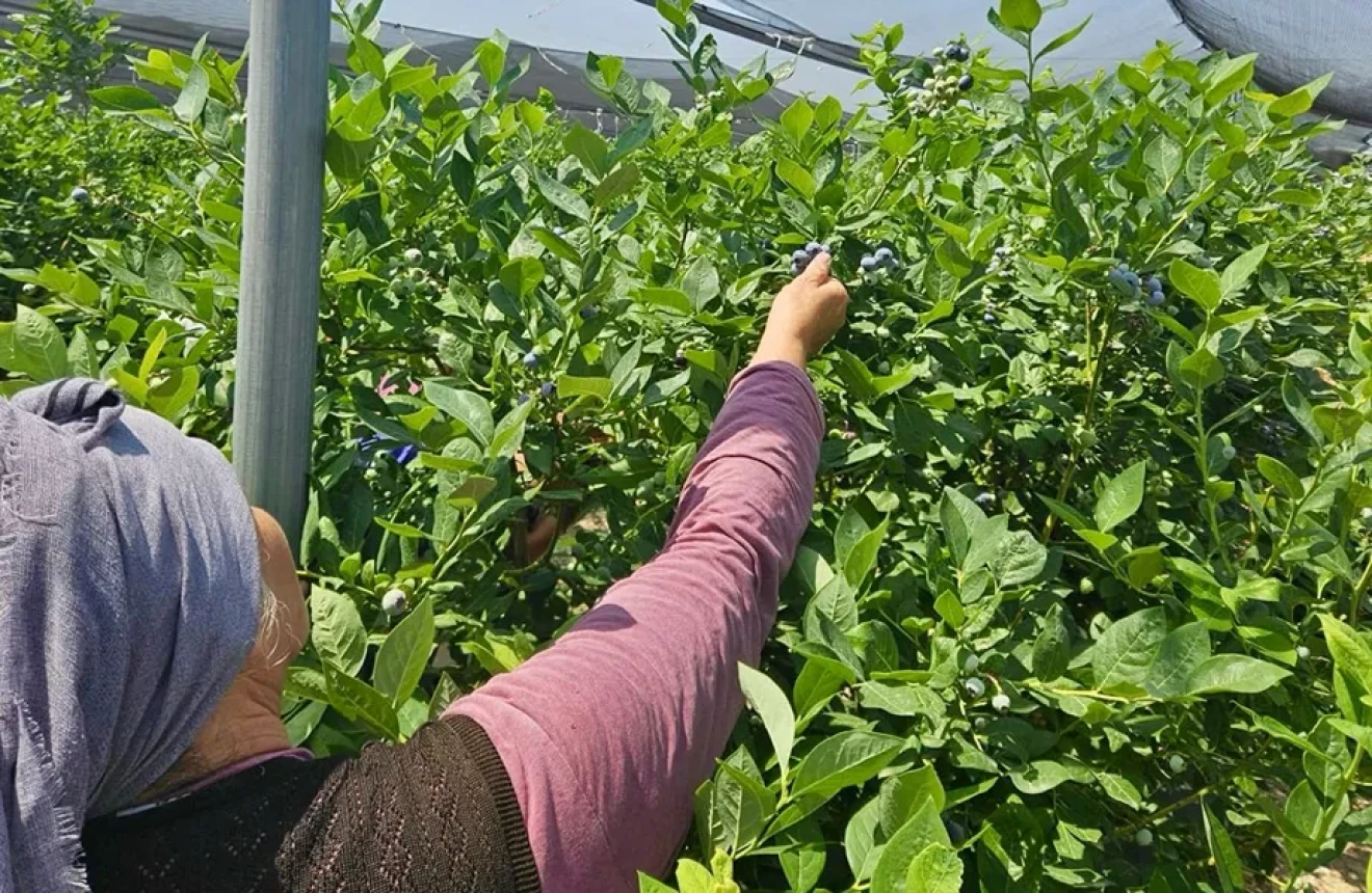 Blueberry harvest challenges: where growers really lose money-image