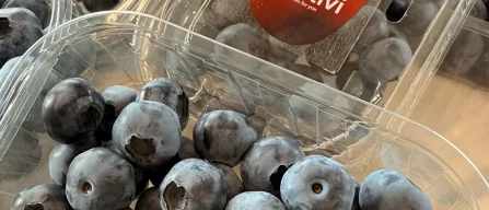 M.H.1-07: the new early NH blueberry of Mattivi set to replace Duke-image