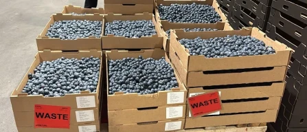Pre-harvest and post-harvest practices in berry crops: the hidden cost of being close to the market -image