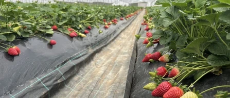 Basilicata Strawberry Expo 2026: Policoro showcases the Basilicata Strawberry PGI-image