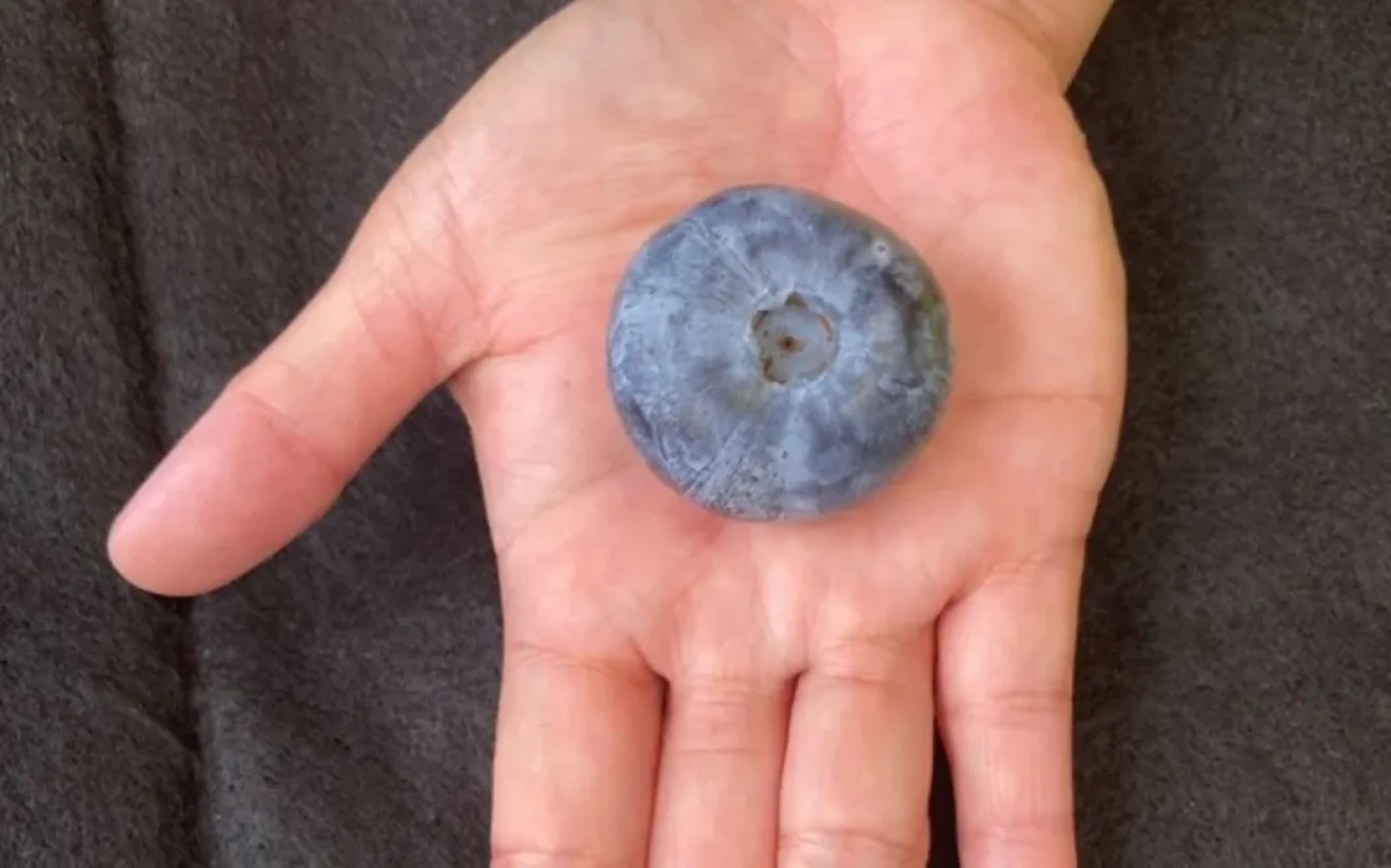 Eterna blueberry: 20.4g world record grown in New Zealand-image