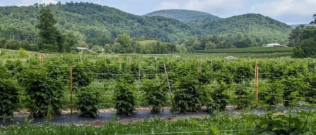 NC University valuta 10 cultivar di lampone per resa e qualità-image