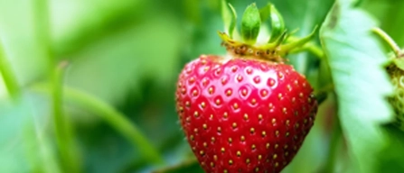Capron Royal strawberry: the heritage variety that appeals to niche markets-image