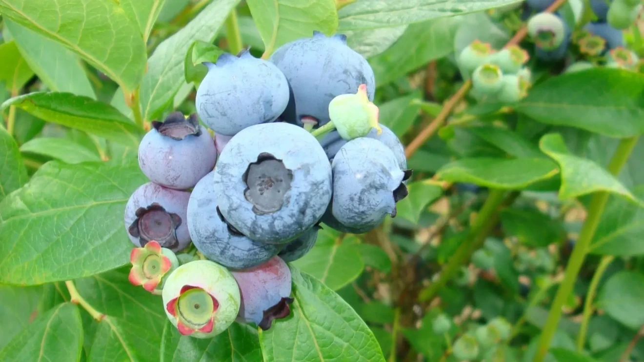 Germania 2025: raccolto record di piccoli frutti, +23,5% e 45.700 tonnellate prodotte-image