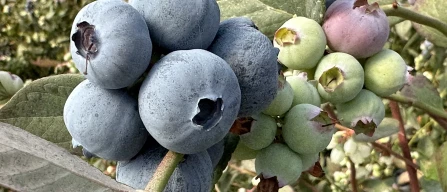 Global blueberry trends: origins, prices, varieties and data-image