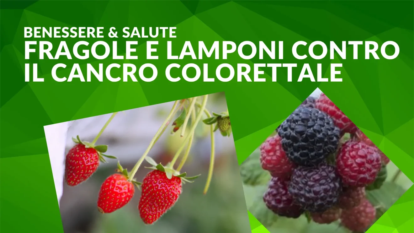 Fragole e lamponi neri contro il cancro colorettale: nuovi orizzonti nutrizionali negli Stati Uniti-image