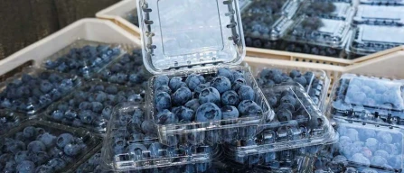 Peru, first forecast for blueberry exports in 2026–27: 56 million kg expected up to week 33-image