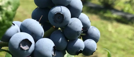 Blueberry technical meeting at Agrion in Boves on field varieties-image