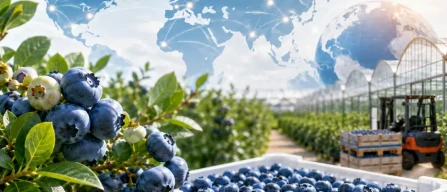 Global blueberries exceed 2 million tonnes: yields, genetics and premium quality drive growth-image