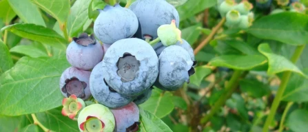 Germany 2025: Record berry harvest, +23.5% reaching 45,700 tons-image