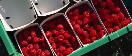 Svizzera: buone le stime di raccolto per i piccoli frutti nell'estate 2026-image