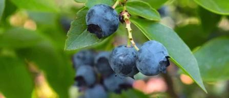 Who will lead the world blueberry export in 2030 and 2050?-image