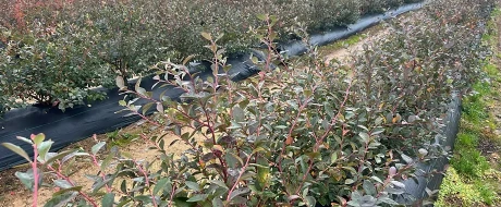 Designing a blueberry planting correctly: mistakes to avoid according to Marco Butera