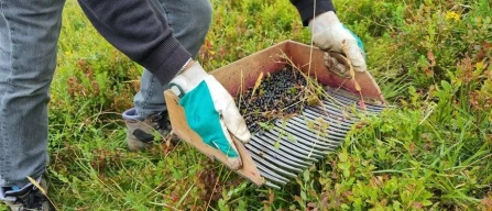 Lowbush blueberry: a positive season in Northern Italy-image