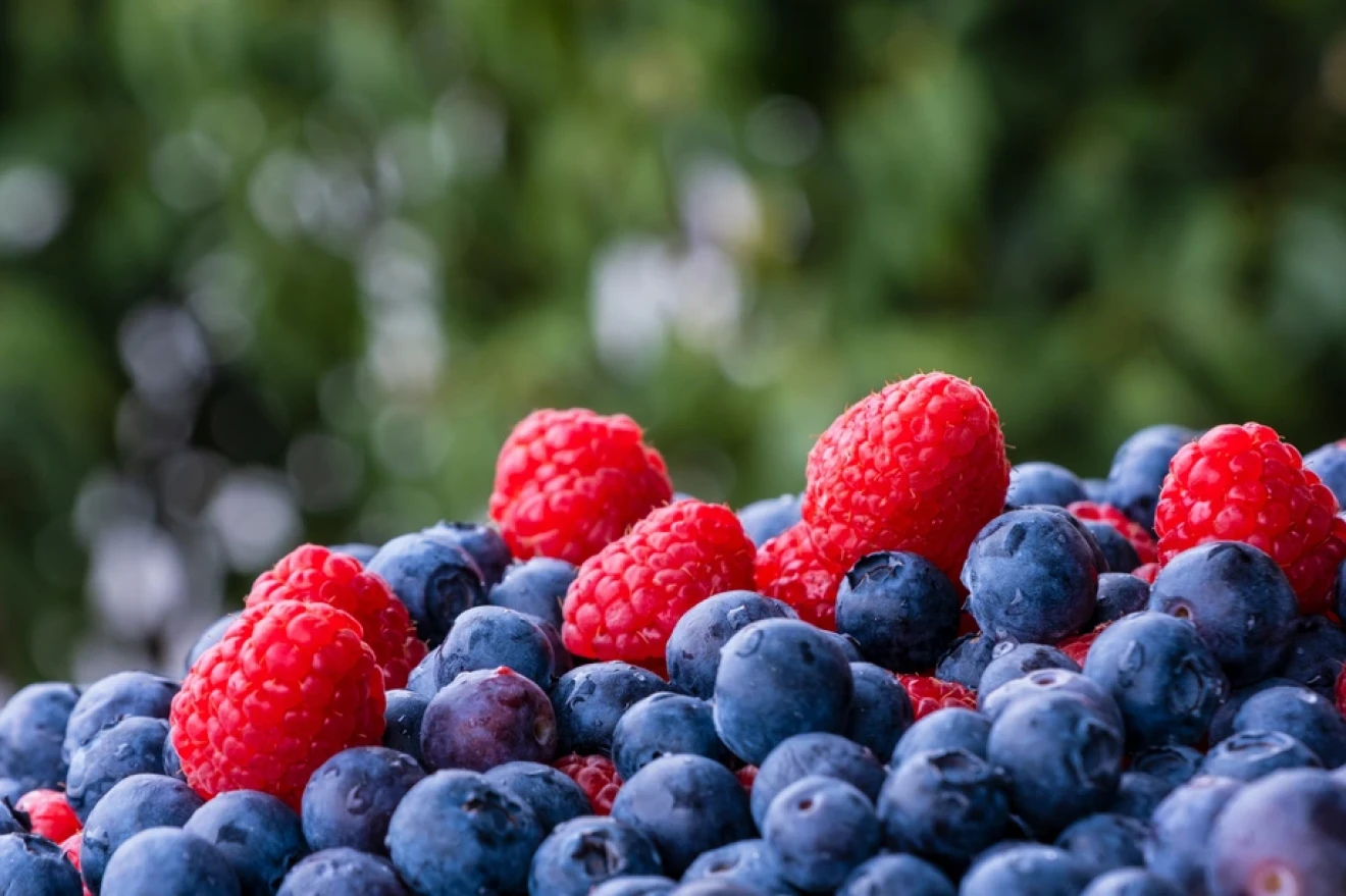 Fall Creek acquires Berryplant and Berrytech and expands into raspberries and blacberries-image