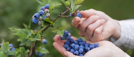 India, la sfida del mirtillo: genetica, filiere e qualità per diventare un mercato affidabile-image