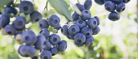 Mirtilli in Colombia: crescita accelerata e sfida export 2026-image