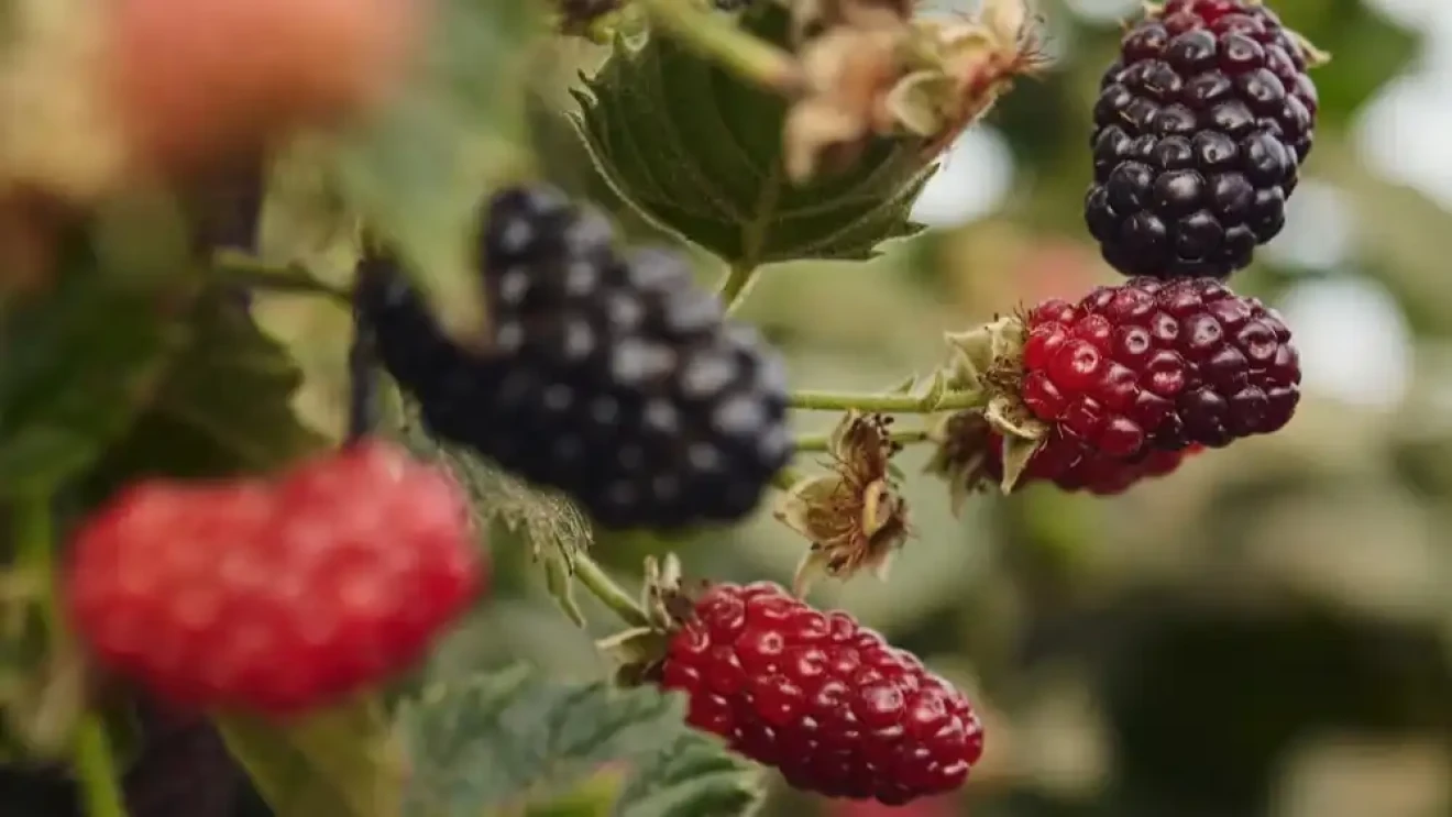 Prezzi equi e filiera corta: nuovi produttori da 4 Paesi si uniscono alla piattaforma Senda-image