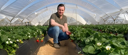 According to Limgroup, strawberries from seed are the new frontier for sustainable production-image