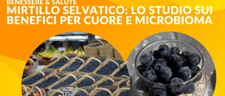 Mirtillo selvatico e salute: lo studio della Florida State University sui benefici per cuore e microbioma-image