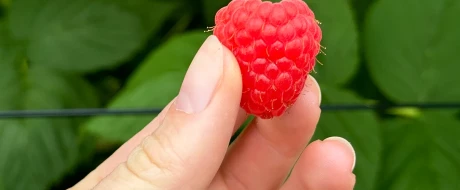 Raspberry genetics in Europe in 2025: from public legacy to proprietary innovation