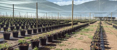 Ottimizzare la produzione di mirtilli: Intervista a Sebastián Ochoa sulle migliori pratiche agronomiche-image