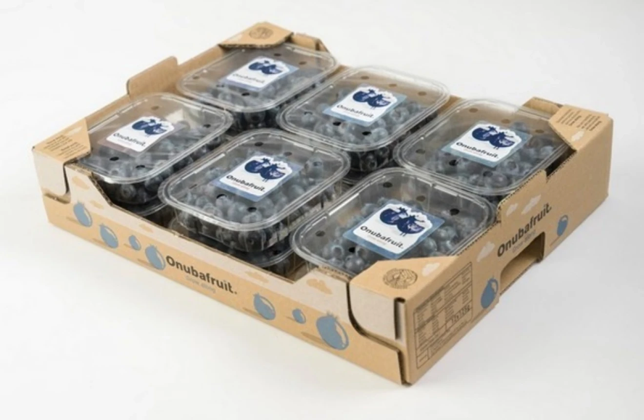 Onubafruit registers 8 new Mundo Azul blueberry varieties in EU-image