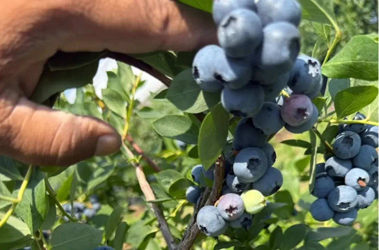 Blueberry harvest: how to preserve quality and shelf life-image