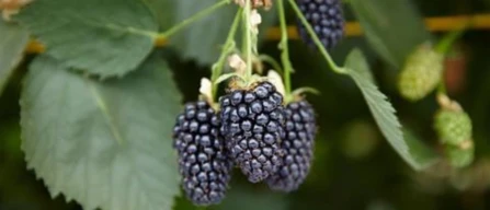 Aldi punta sulle more britanniche più dolci: vendite attese in crescita del 20%-image
