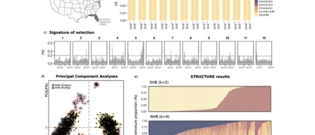 Predizione genomica della texture nei mirtilli-image