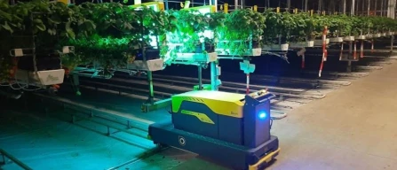 Fragole belghe, i robot UV-C riducono i fungicidi fino all’80%-image