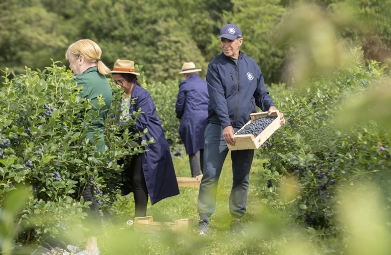 Sologne blueberries team up with Auchan: three-year pact to support French production-image