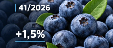 Global blueberry prices decline 0.5% in week 41/2026 as organic berries post gains worldwide-image
