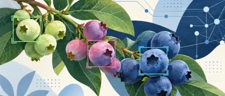 Blueberries: lightweight AI distinguishes maturity stages in field images-image