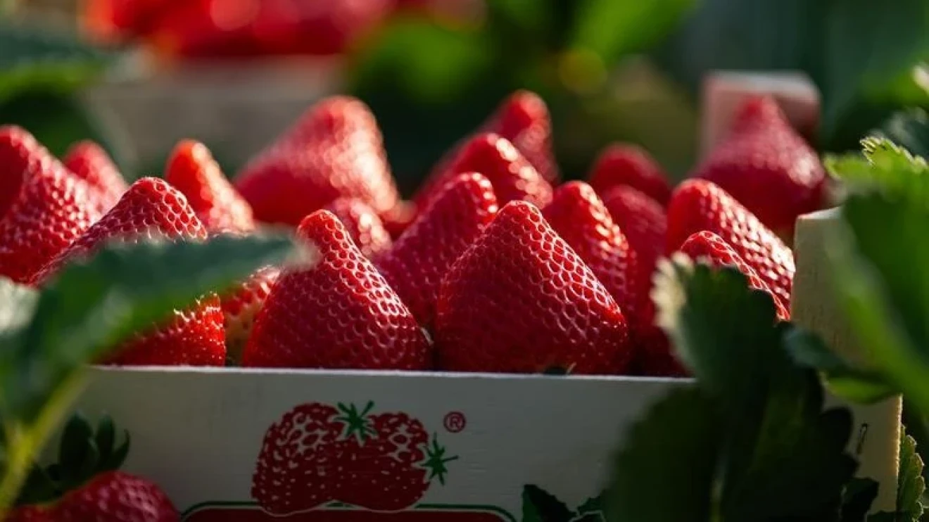 Storms hit Huelva strawberries: production halved and longer 2025/26 season planned in Spain-image