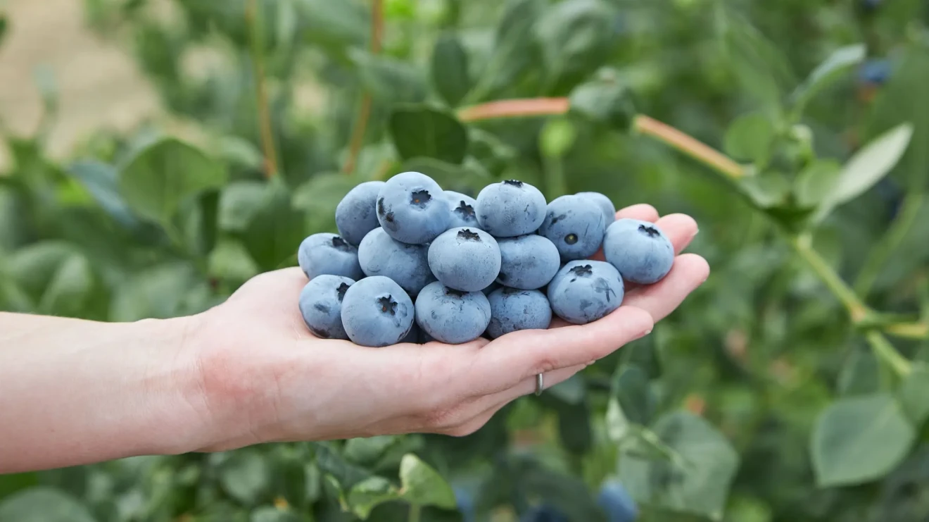 Fall Creek svela SEKOYA Nova: nuovo mirtillo high-chill a Fruit Logistica 2026-image