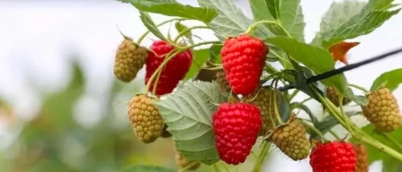Viveros California launches VICA Alegría raspberry-image