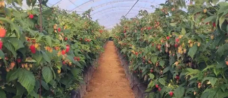 Onubafruit punta su Malaika: 200 ettari di lamponi premium-image