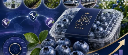 Mirtillo premium: qualità costante, filiera integrata e valore a scaffale-image