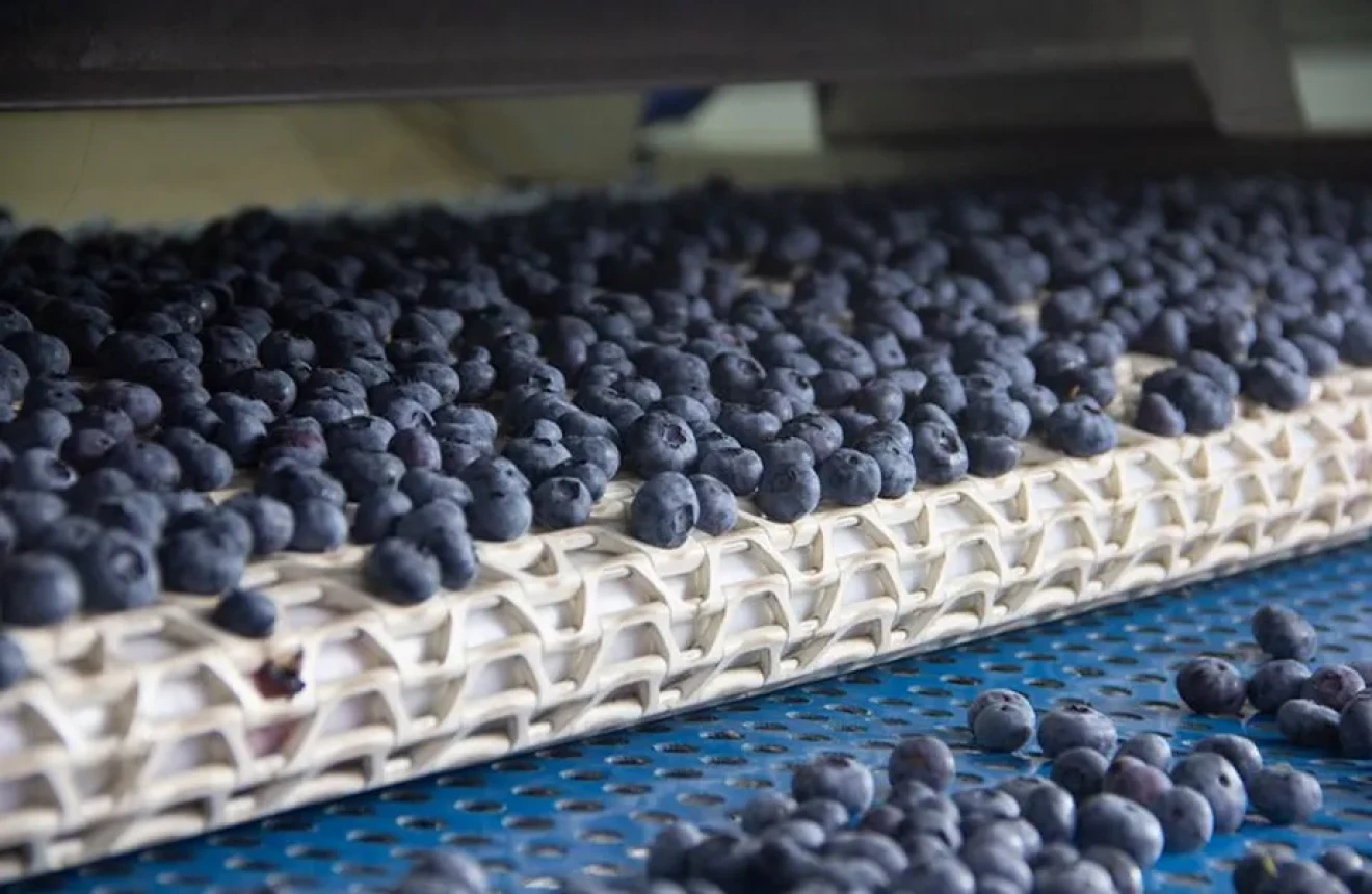 Chile +7% with blueberry exports in 2024/25, Legacy main variety-image