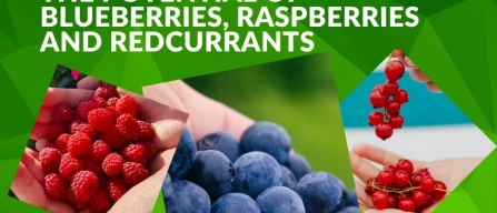 Berries and health: what science reveals about the potential of blueberries, raspberries and blackcurrants-image