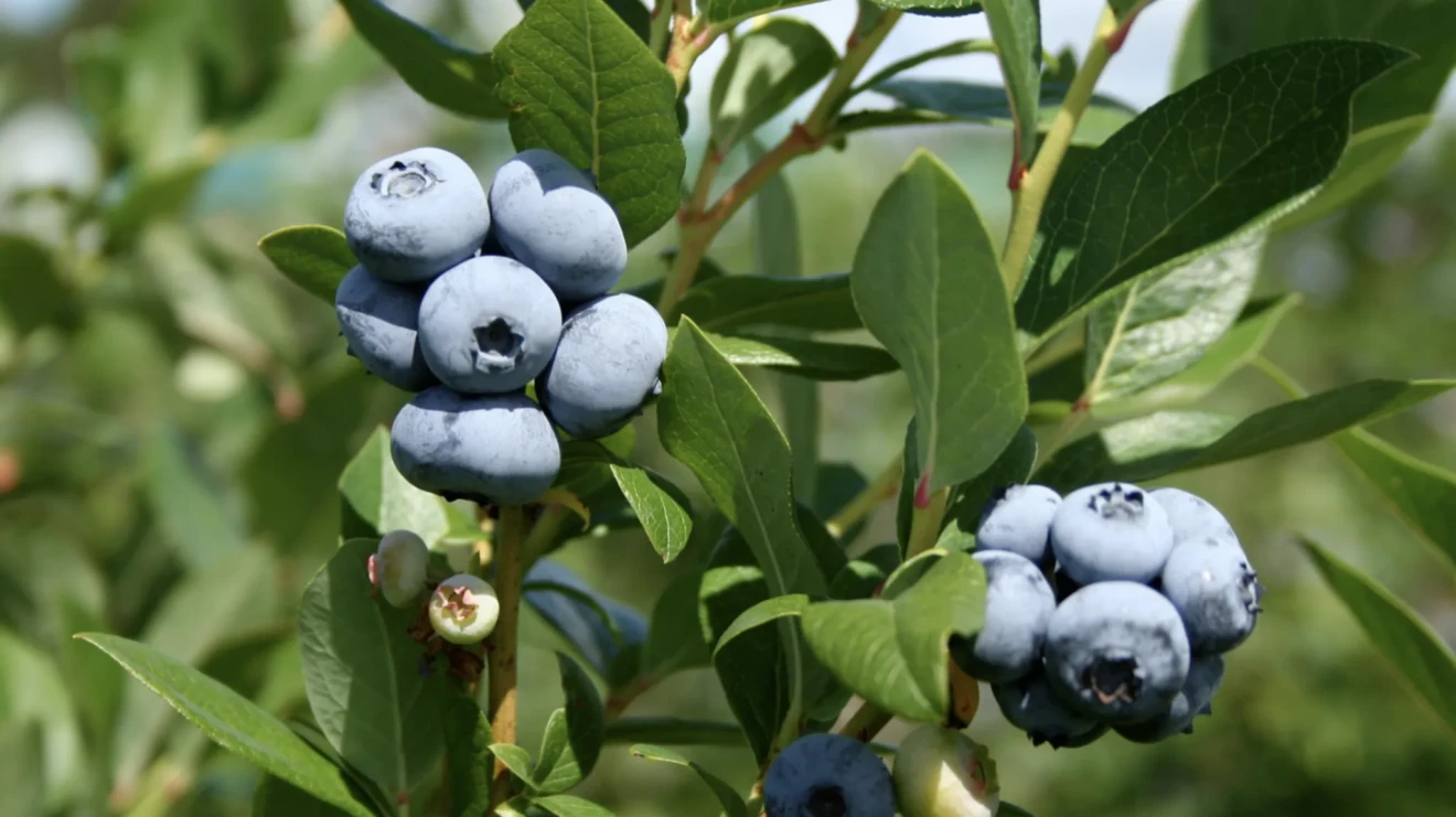 Qualità del mirtillo: confronto tra cultivar highbush e rabbiteye in Georgia e Sud-Est USA-image