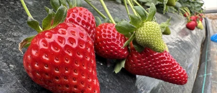 Baruzzi (CREA): 'Never have so many strawberry varieties been grown in Italy as now'-image