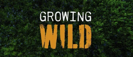 Il documentario Growing Wild racconta i mirtilli selvatici in quattro aziende del Maine-image