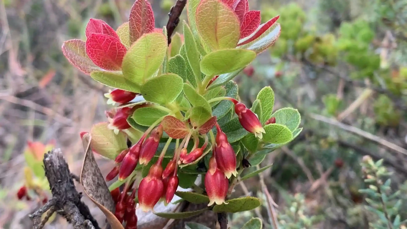 Asian origin of Hawaiian blueberries revealed: a rare plant migration from Japan to Hawaii-image