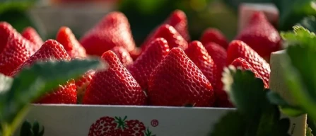 Storms hit Huelva strawberries: production halved and longer 2025/26 season planned in Spain-image