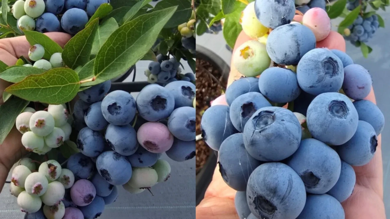 Highland Charm: the new premium blueberry from international research-image