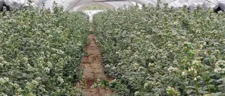 Cinque ragioni per cui le pratiche agronomiche per i piccoli frutti non sono universali-image